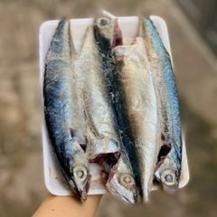 Cá nục bông Phú Yên