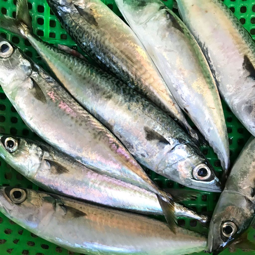 Cá nục bông Phú Yên