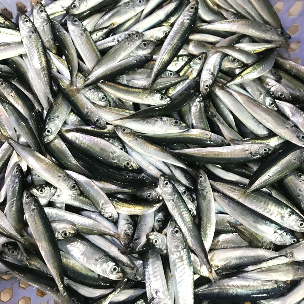 Cá nục điếu, nục nhỏ Phú Yên