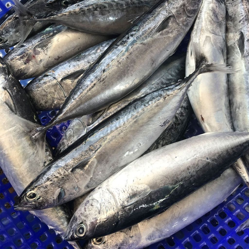 Cá ồ Phú Yên làm sạch