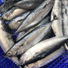 Cá ồ Phú Yên làm sạch