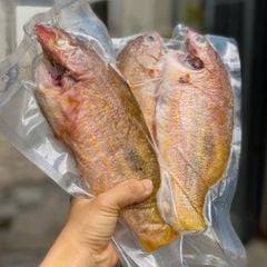Cá róc biển baby