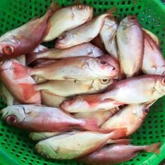 Cá sơn thóc làm sạch | sz nhỏ