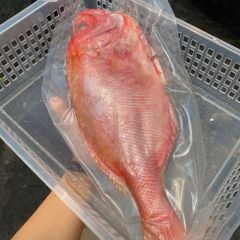 Cá sơn thóc làm sạch | sz 4 5