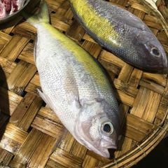 Cá trầm bì cắt khúc