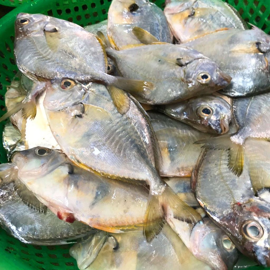 Cá liệt nhớt Phú Yên làm sạch