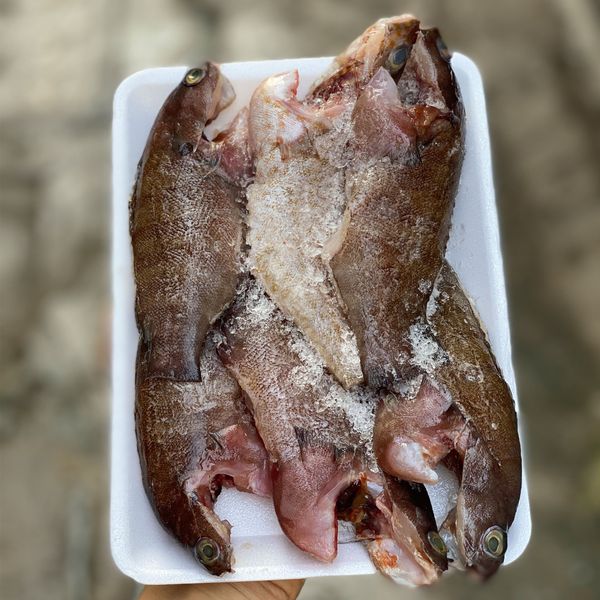 Cá mú biển baby