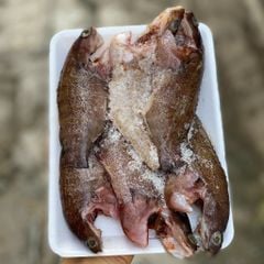 Cá mú biển baby