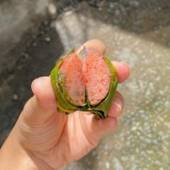 Nem chua Phú Yên lá chùm ruột