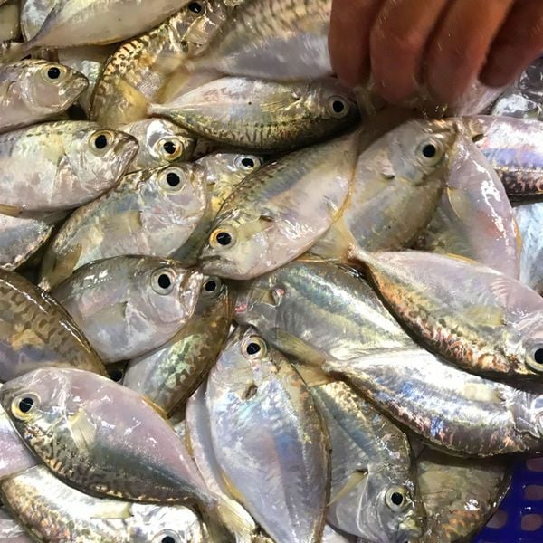 Cá liệt mỡ làm sạch