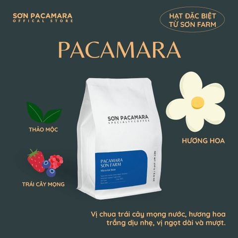 (New Crop 2025) Gói Đặc Biệt Pacamara Micro Lot Từ Sơn Farm, Vị Ngọt Dày, Gói 100gr/250gr