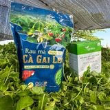  Trà Cà Gai Leo Rau Má GigaHerbs Trà Tốt Cho Gan - 60 Túi Lọc - Nước Trà Làm Mát Gan Tea Chè Tốt Cho Sức Khỏe 