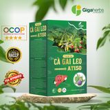  Trà Cà Gai Leo Atiso GiGa Hộp Vip 90 Túi Lọc Trà Thảo Dược Herbal Tea 