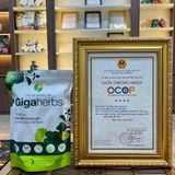  Trà Bình Can Gigaherbs 250Gram - Cà Gai Leo Sạch Nguyên Chất, Rau Má Nước Trà Chè Tea 