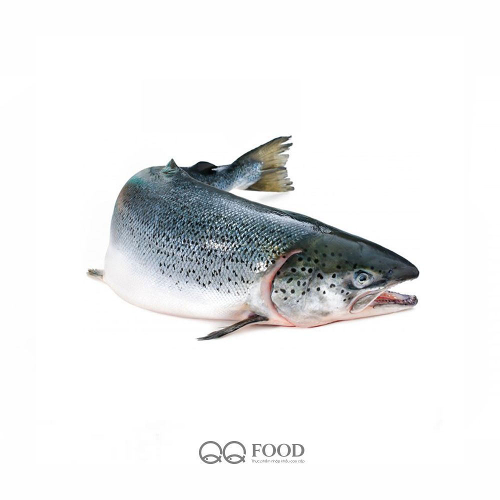  Cá hồi Nauy Nguyên con 6-8kg/con 