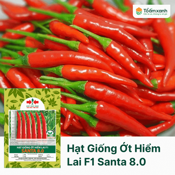 Hạt Giống Ớt Hiểm Lai F1 SANTA 8.0 - Hai Mũi Tên Đỏ