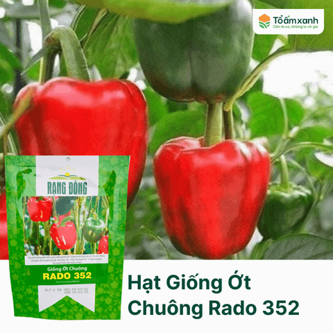 Hạt Giống Ớt Chuông RADO 352 - 0.5 gram