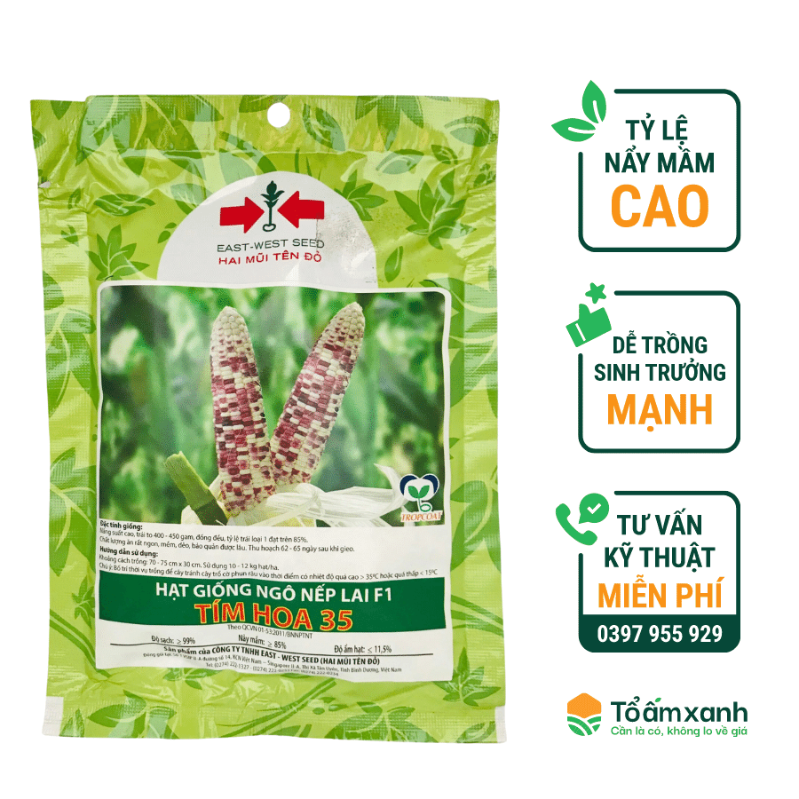 Hạt Giống Ngô Nếp Lai F1 - Tím Hoa 35 - Hai Mũi Tên