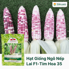 Hạt Giống Ngô Nếp Lai F1 - Tím Hoa 35 - Hai Mũi Tên