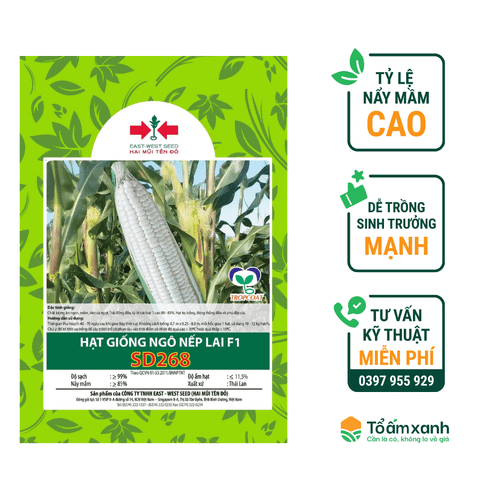 Hạt Giống Bắp Nếp Lai F1 SD 268 - Hai Mũi Tên Đỏ