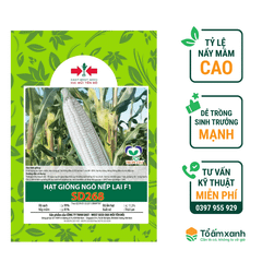 Hạt Giống Bắp Nếp Lai F1 SD 268 - Hai Mũi Tên Đỏ