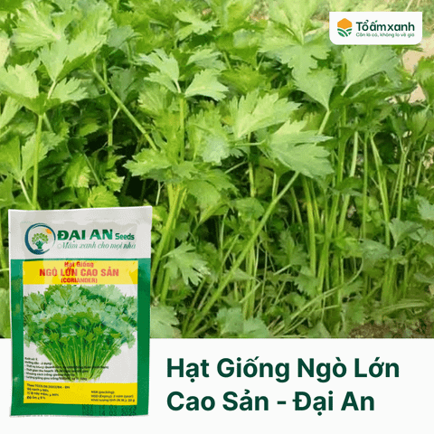 Hạt Giống Ngò Lớn Cao Sản - Đại An - 20 gram