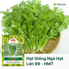 Hạt Giống Ngò Hạt Lớn 99 - Hai Mũi Tên Đỏ - 1 Kg