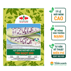 Hạt Giống Ngô Bắp Lai F1 - Tím Ngọt 099 - Hai Mũi Tên Đỏ