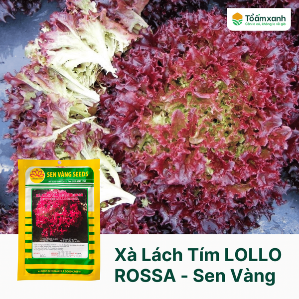 Xà Lách Tím LOLLO ROSSA - Sen Vàng - 10 gram