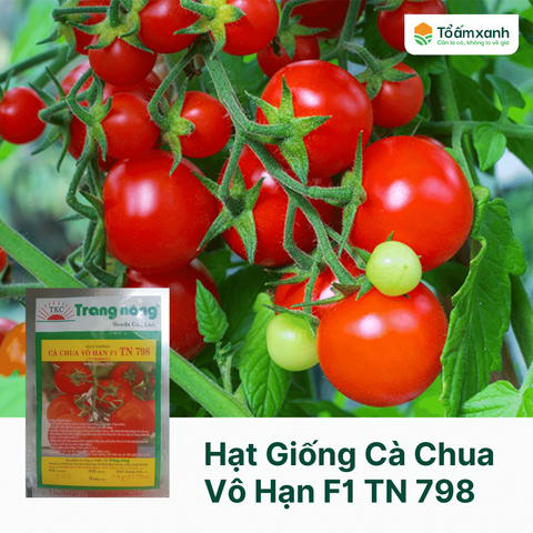 Hạt Giống Cà Chua Vô Hạn F1 TN 798 - Trang Nông 0.6 Gram