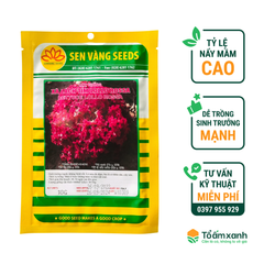 Xà Lách Tím LOLLO ROSSA - Sen Vàng - 10 gram