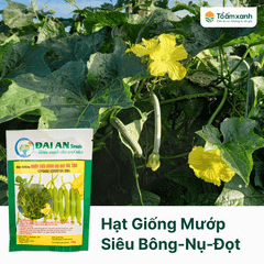 Hạt Giống Mướp Siêu Bông-Nụ-Đọt ĐA 366