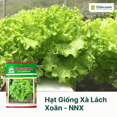 Hạt Giống Xà Lách Xoăn - Nông Nghiệp Xanh