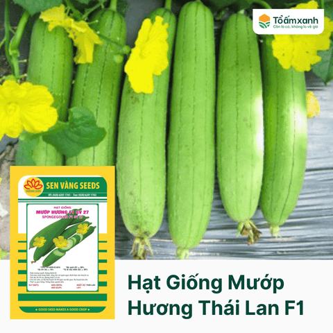 Hạt Giống Mướp Hương Thái Lan F1 SV 27 - Sen Vàng