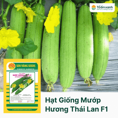 Hạt Giống Mướp Hương Thái Lan F1 SV 27 - Sen Vàng