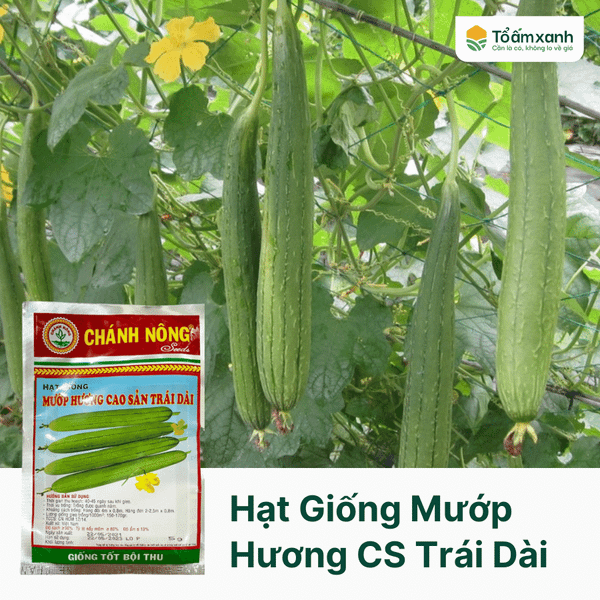 Hạt Giống Mướp Hương Cao Sản Trái Dài - Chánh Nông