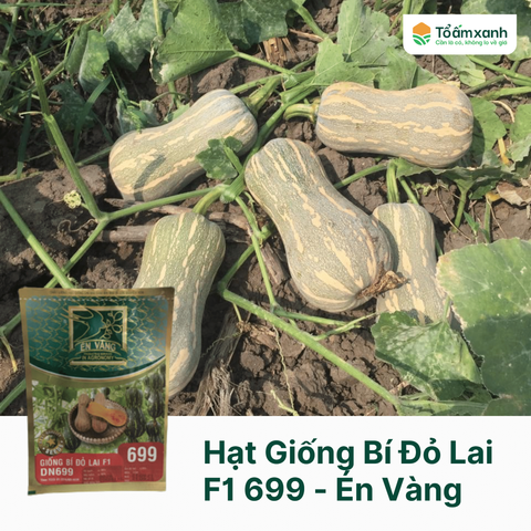 Hạt Giống Bí Đỏ Lai F1 699 - Én Vàng 200 Hạt