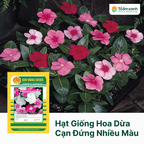 Hạt Giống Hoa Dừa Cạn Đứng Nhiều Màu - Sen Vàng  0,5 gram