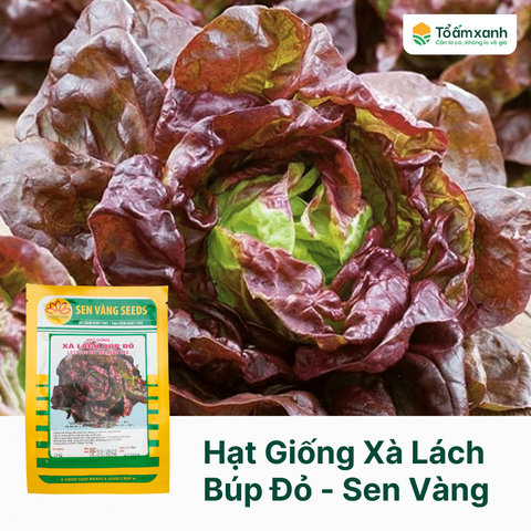 Hạt Giống Xà Lách Búp Đỏ - Sen Vàng - 2 gram