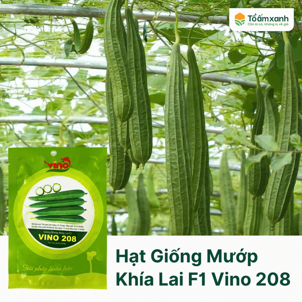 Hạt Giống Mướp Khía Lai F1 Vino 208 - Vino