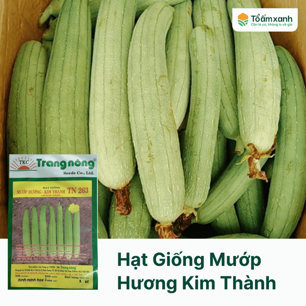 Hạt Giống Mướp Hương Kim Thành TN 263 - Trang Nông