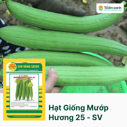 Hạt Giống Mướp Hương 25 - Sen Vàng