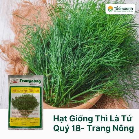 Hạt Giống Thì Là Tứ Quý TN 18 - Trang Nông