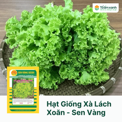 Hạt Giống Xà Lách Xoăn - Sen Vàng  20 gram