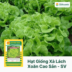 Hạt Giống Xà Lách Xoăn Cao Sản - Sen Vàng  5 gram