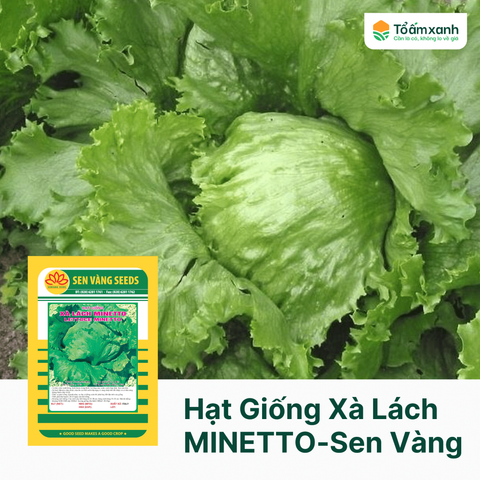 Hạt Giống Xà Lách MINETTO - Sen Vàng 5 gram