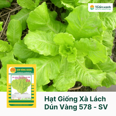 Hạt Giống Xà Lách Dún Vàng 578 -  Sen Vàng  20 gram