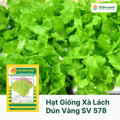 Hạt Giống Xà Lách Dún Vàng SV 578 - Sen Vàng - 10 gram
