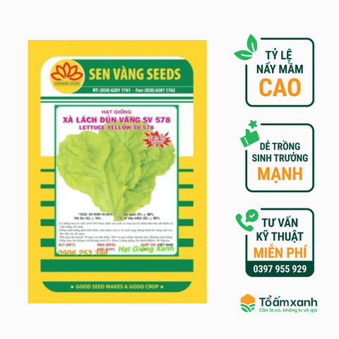 Hạt Giống Xà Lách Dún Vàng SV 578 - Sen Vàng - 10 gram