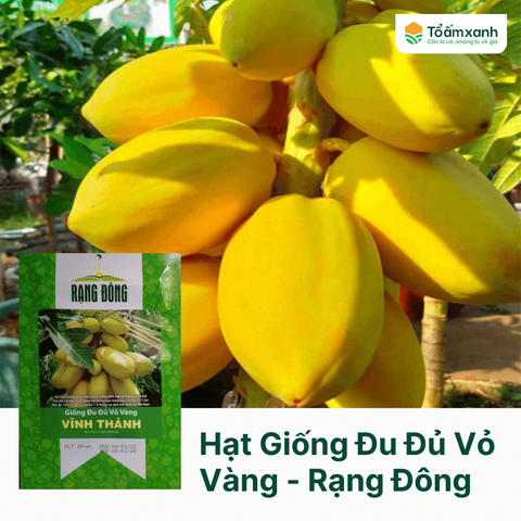 Hạt Giống Đu Đủ Vỏ Vàng - Rạng Đông  20 Hạt